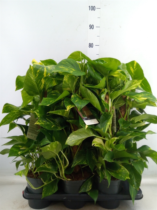 <h4>Epipremnum pinn.   ...moss stick</h4>