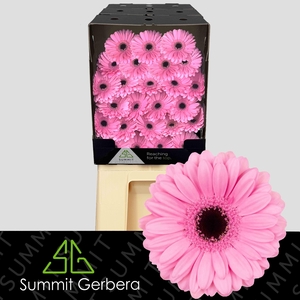 Germini Talent Diamond