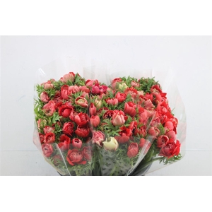 Anem Levante Red 40cm