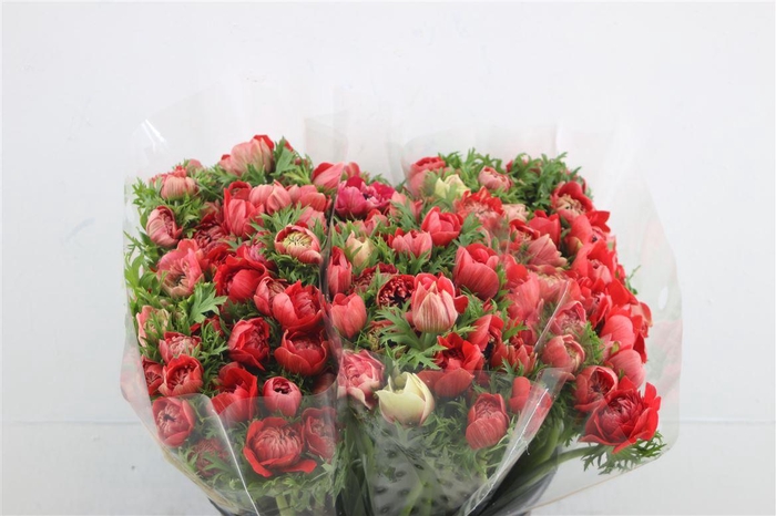 <h4>Anem Levante Red 40cm</h4>