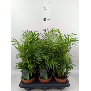 Chamaedorea elegans