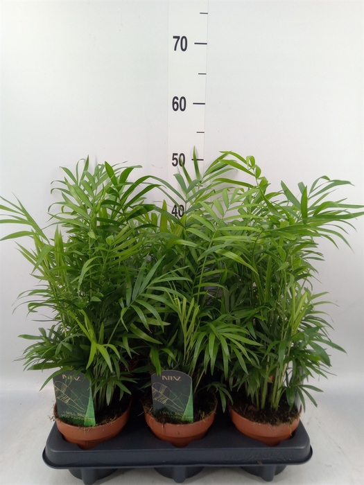 <h4>Chamaedorea elegans</h4>