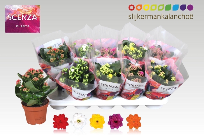 <h4>KAL GE GEM 5 KL</h4>