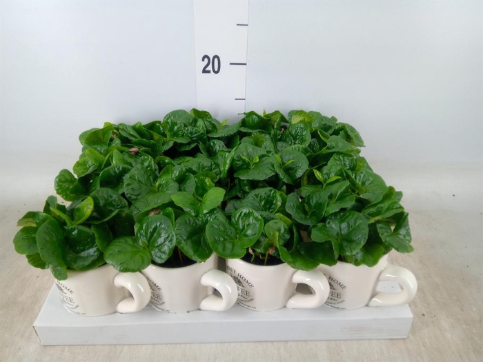 <h4>Coffea arabica</h4>