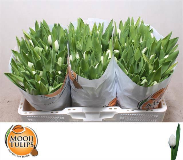 <h4>TU EN ROYAL VIRGIN</h4>