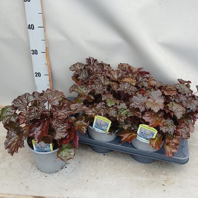 <h4>HEUCH MI PALACE PURP</h4>