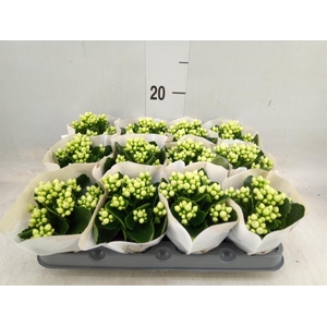 Kalanchoe  'MoreFlow Paris'