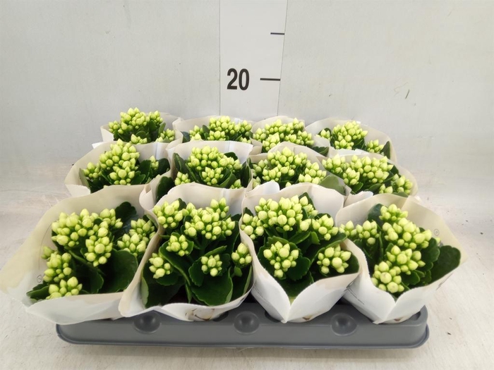 <h4>Kalanchoe  'MoreFlow Paris'</h4>
