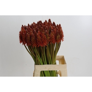 Kniphofia Eycone Red