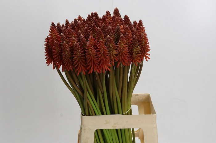 Kniphofia Eycone Red