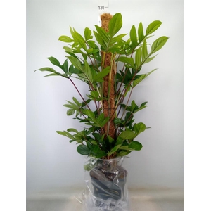 Philodendron pedatum