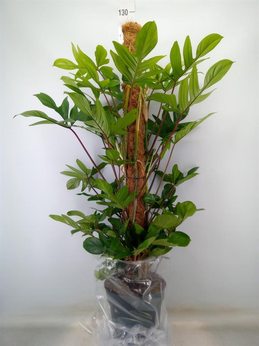 <h4>Philodendron pedatum</h4>