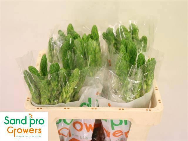 <h4>ORNIT THY MILKY WAY</h4>