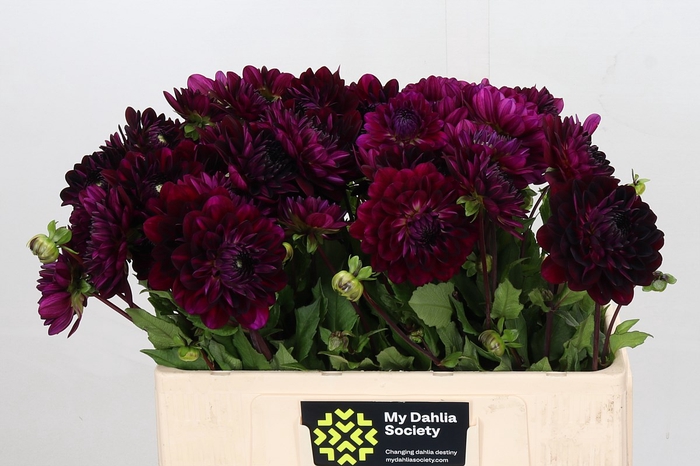 <h4>Dahlia Blue Bird</h4>
