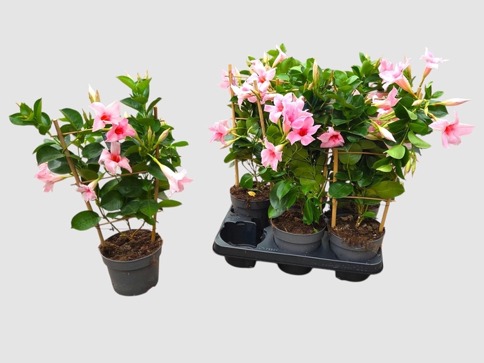 <h4>MANDE SUN CR PINK</h4>
