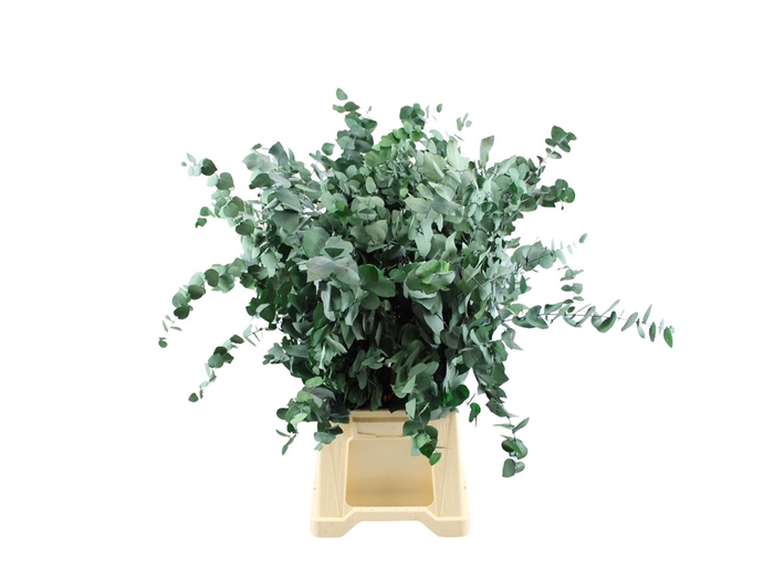 <h4>Gestabiliseerd Euca Stuartiana Groen</h4>