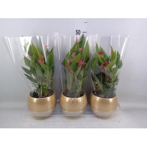 Anthurium andr. 'Mill Flowers Red'