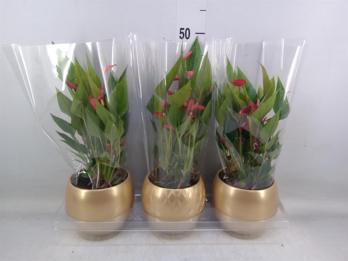 <h4>Anthurium andr. 'Mill Flowers Red'</h4>