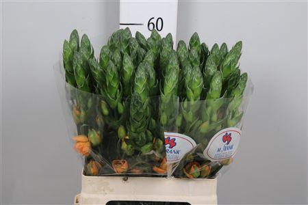 <h4>Ornit Db Magic Star</h4>