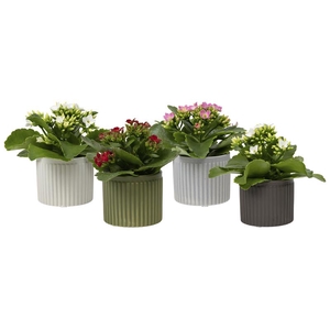 KALANCHOE BLOSSF P6  LINE