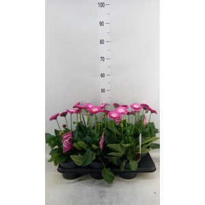 Gerbera  'Garvinea Classic Femmy'