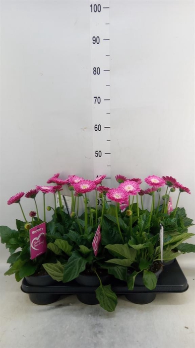 <h4>Gerbera  'Garvinea Classic Femmy'</h4>