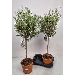 OLEA EUROPAEA