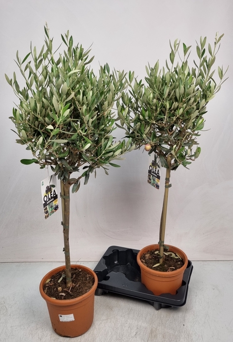 <h4>OLEA EUROPAEA</h4>