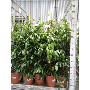 Ficus benja. 'Exotica'
