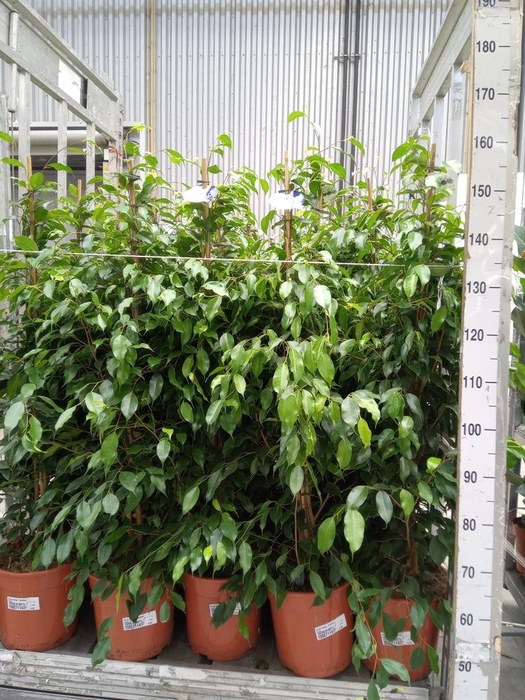 <h4>Ficus benja. 'Exotica'</h4>