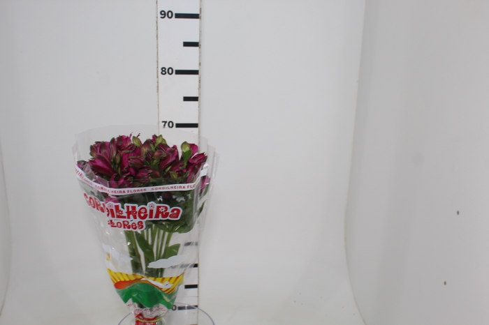 <h4>ALSTROEMERIA NAPOLI 080 CM</h4>