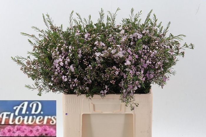 <h4>Cham Un Dancing Queen</h4>