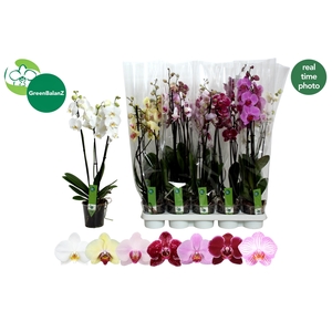 PHAL GEM 7 KL