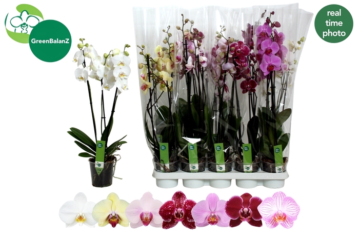 <h4>PHAL GEM 7 KL</h4>