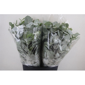 Euca Cinerea Short 150gr P Bunch