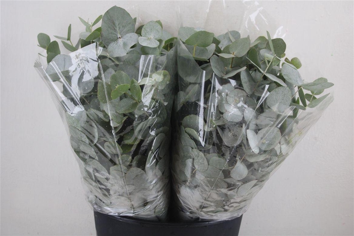 <h4>Euca Cinerea Short 150gr P Bunch</h4>