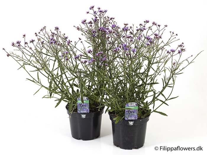 <h4>VERBENA BONARIENSIS p21</h4>