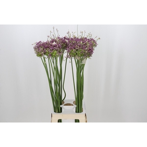 Allium Green Drops