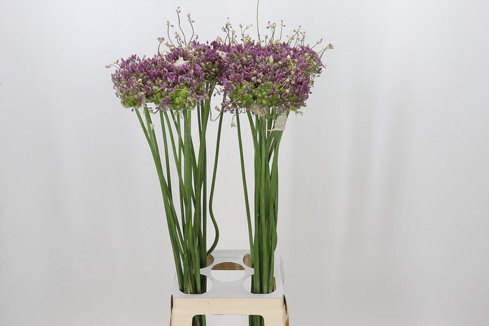 <h4>Allium Green Drops</h4>