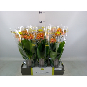 Phalaenopsis multi.   ...orange