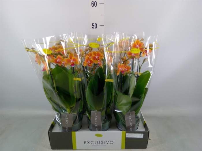 <h4>Phalaenopsis multi.   ...orange</h4>