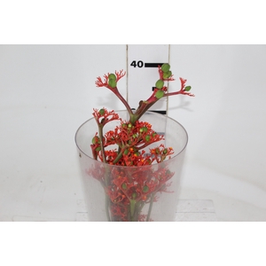 JATROPHA FLOR