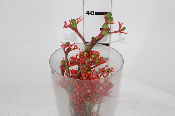 <h4>JATROPHA FLOR</h4>