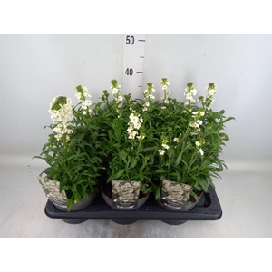 Erysimum  'Leya White'