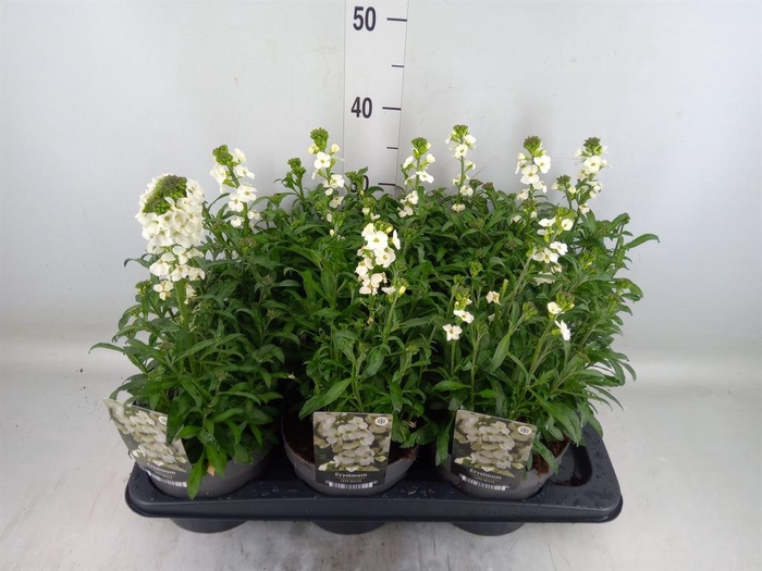 <h4>Erysimum 'Leya White'</h4>