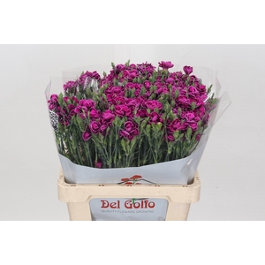 Dianthus Sp Tropic Butterfly