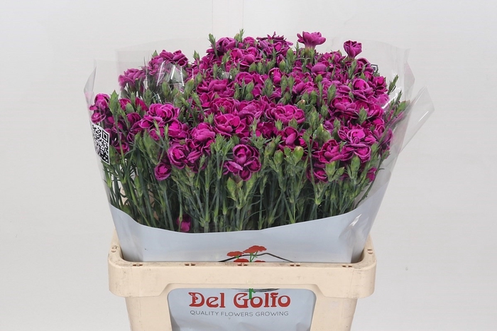 Dianthus Sp Tropic Butterfly