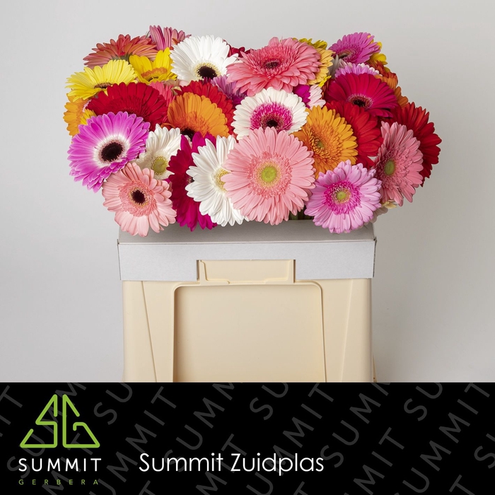 <h4>Gerbera Mix op Water</h4>