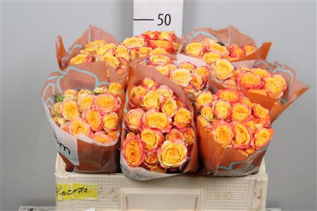 <h4>R Tr Tahiti X5</h4>