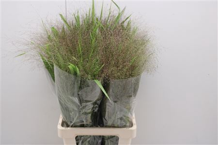 <h4>Panicum Fountain 70cm</h4>